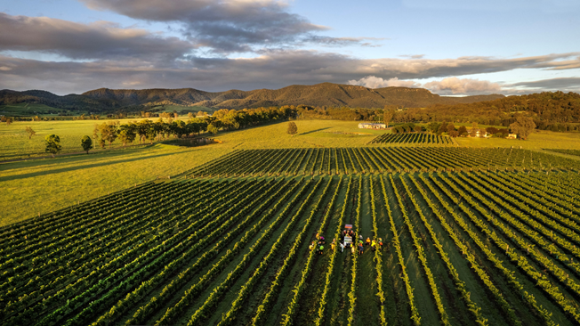 McLeish Estate Wines